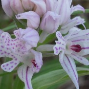 Caccia fotografica alle orchidee dei Sibillini - DSCN4239particolare