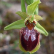 Caccia fotografica alle orchidee dei Sibillini - DSCN4209part.