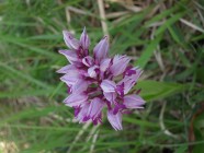 Caccia fotografica alle orchidee dei Sibillini