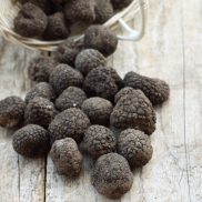 A caccia di tartufi (nero in tartufaia) - Tartufo-nero-pregiato