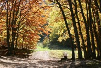 I colori dell’autunno