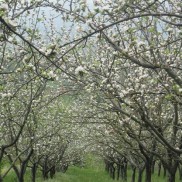 Adotta un melo - melo in fiore