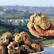 A caccia di tartufi (bianco pregiato dei Sibillini)