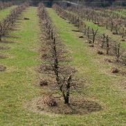 A caccia di tartufi (nero in tartufaia) - tartufo_nero_pregiato580a